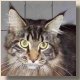 Love Hulen's Sophistycat