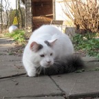 ven-morrison-11-4-2011-(4).jpg