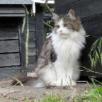 cookies--juni-2011-(2)